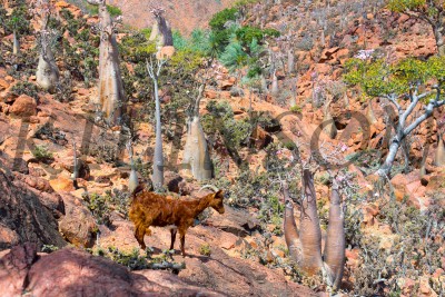 goat, Socotra