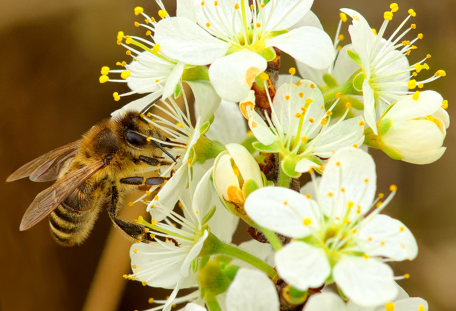 Пчёлы нашей маленькой пасеки
