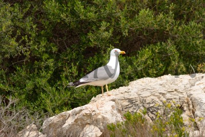 Чайка на необитаемом  испанском острове Драгонера (Dragonera) вблизи Майорки