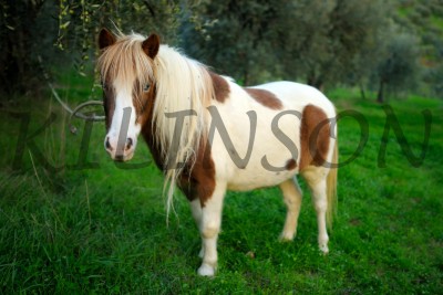Тосканская лошадка