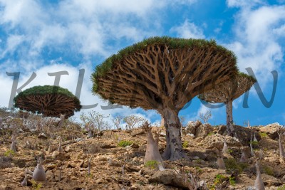 Этот удивительный мир Сокотра, This wonderful world of Socotra
