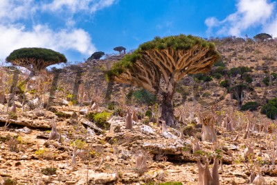 Удивительный мир Сокотры драконовые деревья, The amazing world of Socotra dragon trees