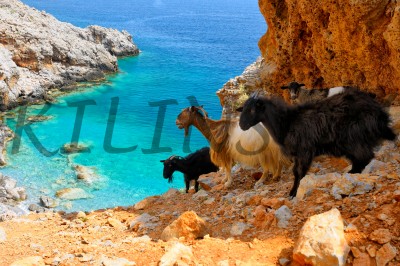  Mountain goats Gramvousa Crete Горные козлы