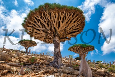 Удивительный мир Сокотры драконовые деревья, The amazing world of Socotra dragon trees