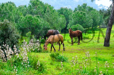 Турецкие лошадки, Принцевы острова