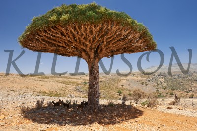 Dracaena draco Socotra