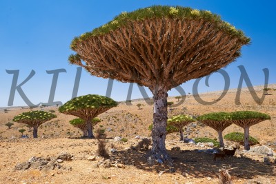 Dracaena draco Socotra